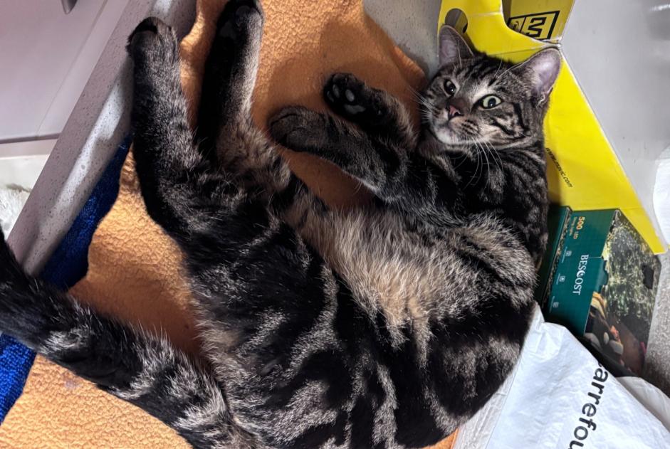 Fundmeldung Katze Männliche Bagneux Frankreich Fundmeldung Katze Männliche Bagneux Frankreich