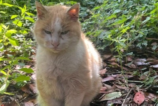 Vermisstmeldung Katze rassenmischung Männliche , 16 jahre Suresnes Frankreich Vermisstmeldung Katze rassenmischung Männliche , 16 jahre Suresnes Frankreich