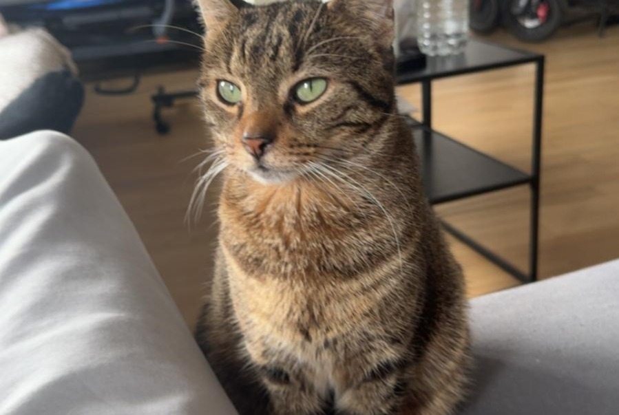 Disappearance alert Cat  Male , 8 years Asnières-sur-Seine France