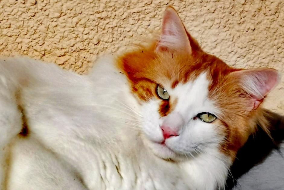 Alerte Disparition Chat croisement Mâle , 6 ans Chaville France Alerte Disparition Chat croisement Mâle , 6 ans Chaville France