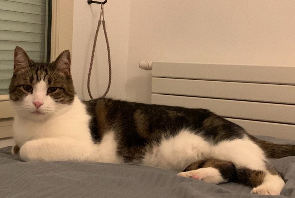 Alerte Disparition Chat Mâle , 10 ans Levallois-Perret France Alerte Disparition Chat Mâle , 10 ans Levallois-Perret France