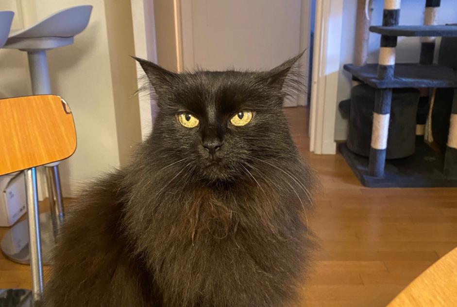 Alerte Disparition Chat Femelle , 13 ans Boulogne-Billancourt France Alerte Disparition Chat Femelle , 13 ans Boulogne-Billancourt France