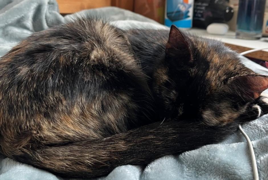 Alerte Découverte Chat Femelle Nanterre France