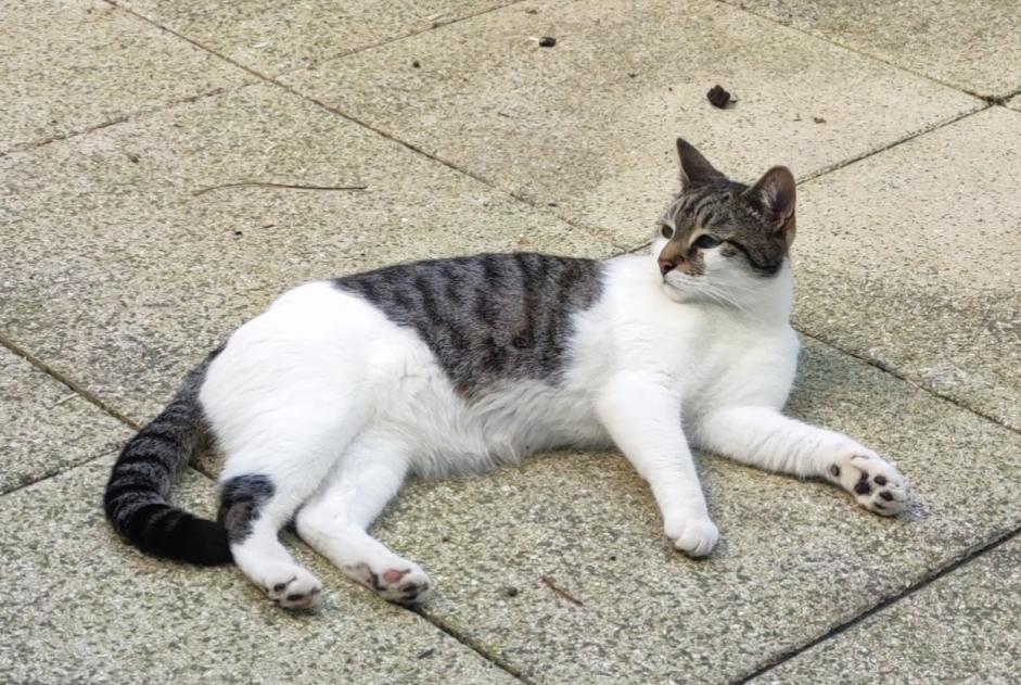 Alerte Disparition Chat croisement  Mâle , 7 ans Suresnes France
