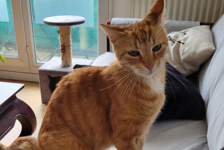 Alerte Disparition Chat Mâle , 11 ans Rueil-Malmaison France Alerte Disparition Chat Mâle , 11 ans Rueil-Malmaison France