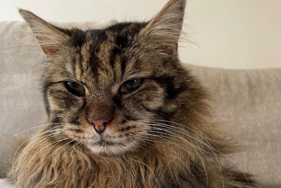 Alerte Disparition Chat Mâle , 13 ans Sceaux France Alerte Disparition Chat Mâle , 13 ans Sceaux France