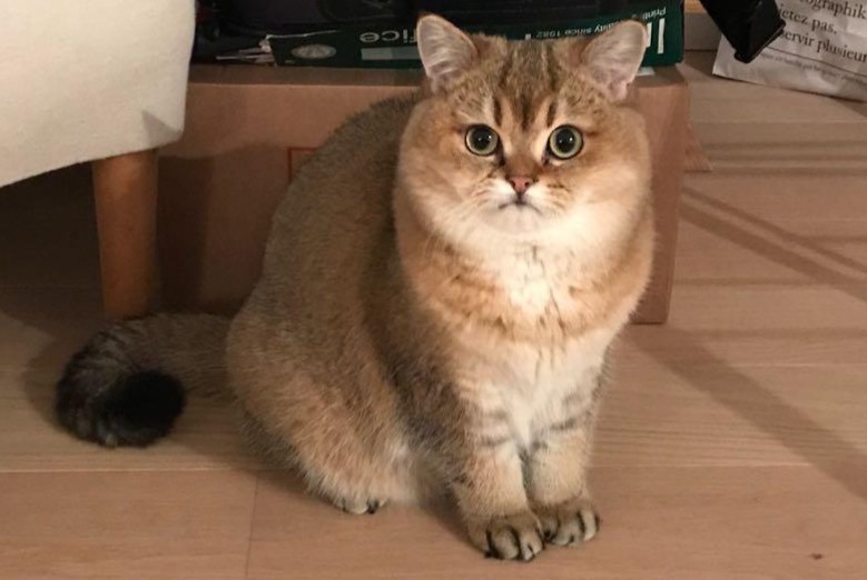 Alerte Disparition Chat  Femelle , 8 ans Garches France
