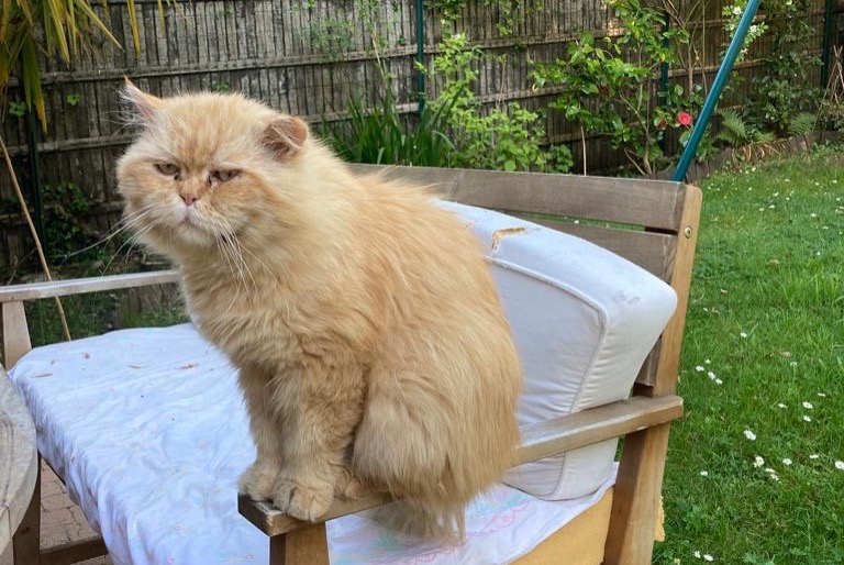 Alerte Disparition Chat  Mâle , 10 ans Boulogne-Billancourt France