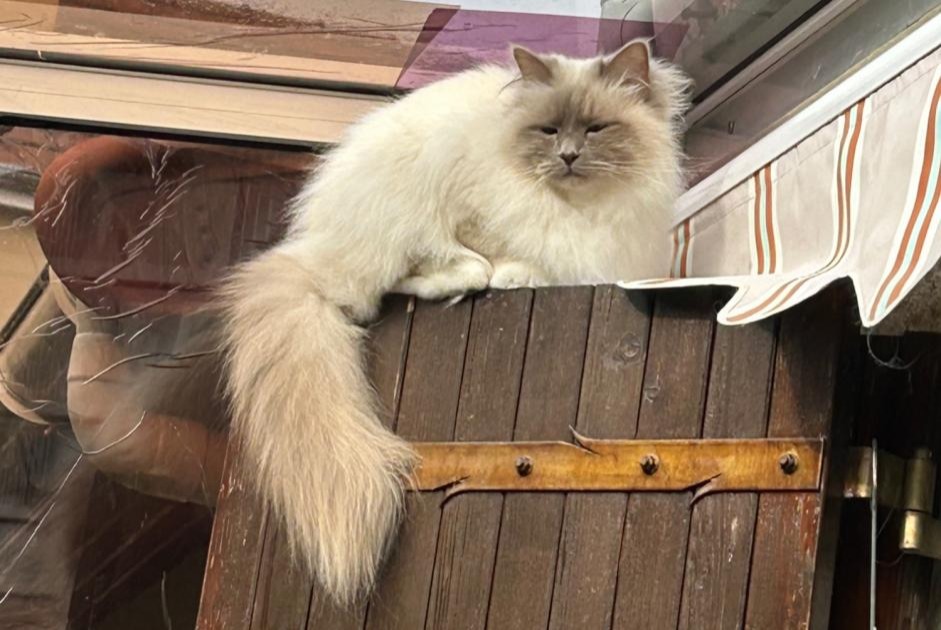 Avviso scomparsa Gatto Maschio , 4 anni Rueil-Malmaison Francia Avviso scomparsa Gatto Maschio , 4 anni Rueil-Malmaison Francia