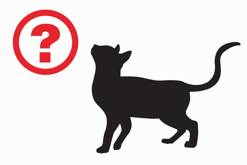 Alerte Découverte Chat croisement  Femelle Colombes France